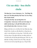 Cúc sao nháy - hoa chuồn chuồn