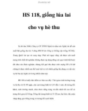 HS 118, giống lúa lai cho vụ hè thu