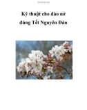 Kỹ thuật cho đào nở đúng Tết Nguyên Đán