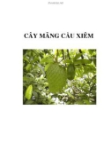 CÂY MÃNG CẦU XIÊM