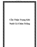 Cần Thận Trọng Khi Nuôi Cá Chim Trắng