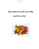 Quy trình sản xuất cây ớt Big hot P34 và P22