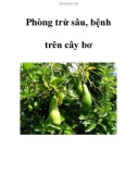 Phòng trừ sâu, bệnh trên cây bơ