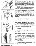 Giới thiệu về các loài cây cỏ Việt Nam (Quyển III): Phần 3