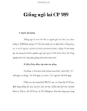 Giống ngô lai CP 989