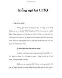 Giống ngô lai CP3Q