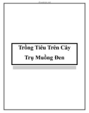 Trồng Tiêu Trên Cây Trụ Muồng Đen