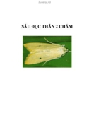 SÂU ĐỤC THÂN 2 CHẤM