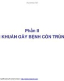 Bài giảng dịch bệnh côn trùng - Vi khuẩn gây bệnh