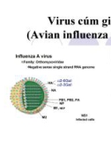 Bài giảng Virus học thú y: Virus cúm gia cầm - PGS.TS. Nguyễn Bá Hiên