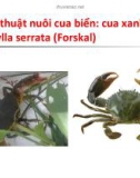 Bài giảng Kỹ thuật nuôi cua biển: Cua xanh Scylla serrata (Forskal)