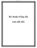 Kỹ thuật trồng sắn trên đất dốc