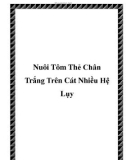 Nuôi Tôm Thẻ Chân Trắng Trên Cát Nhiều Hệ Lụy