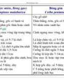 Giáo trình cây rừng part 6