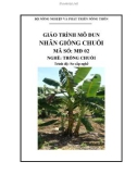 Giáo trình Nhân giống chuối - MĐ02: Trồng chuối