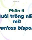 Phần 4: Nuôi trồng nấm mỡ Agaricus bisporus