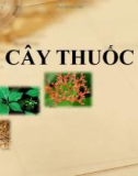 Bài giảng Cây thuốc