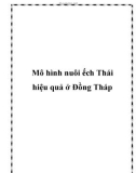 Mô hình nuôi ếch Thái hiệu quả ở Đồng Tháp