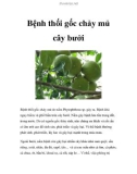 Bệnh thối gốc chảy mủ cây bưởi