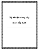 Các kỹ thuật trồng cây mây nếp K38