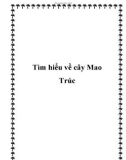 Tìm hiểu về cây Mao Trúc