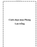 Cách chọn mua Phong Lan trồng