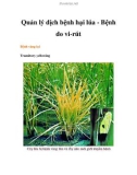 Quản lý dịch bệnh hại lúa - Bệnh do vi-rút