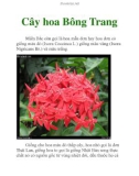 Cây hoa Bông Trang