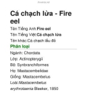 Cá chạch lửa - Fire eel