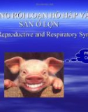 Bài giảng Hội chứng rối loạn hô hấp và sinh sản ở lợn (porcine reproductive and respiratory syndome)