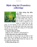 Bệnh vàng lụi (Transitory yellowing)