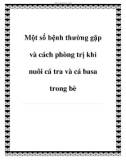 Một số bệnh thường gặp và cách phòng trị khi nuôi cá tra và cá basa trong bè