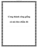 Ương thành công giống cá mú đen chấm đỏ