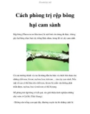 Cách phòng trị rệp bông hại cam sành