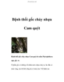 Bệnh thối gốc chảy nhựa Cam quýt