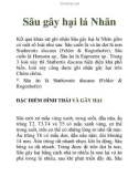 Sâu gây hại lá Nhãn