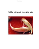 Nhân giống cá lăng đặc sản