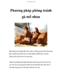 Phương pháp phòng tránh gà mổ nhau