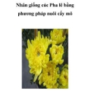 Nhân giống cúc Pha lê bằng phương pháp nuôi cấy mô