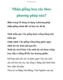 Nhân giống hoa cúc theo phương pháp nào?