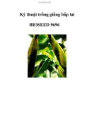 Kỹ thuật trồng giống bắp lai BIOSEED 9696