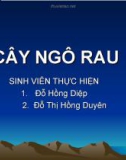 CÂY NGÔ RAU