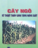 Cây ngô, kỹ thuật thâm canh tăng năng suất part 1