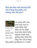 Hoa lan làm ảnh hưởng đến côn trùng thụ phấn của chúng như thế nào?