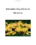 Kinh nghiệm trồng chuối tây cho hiệu quả cao