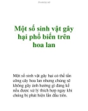 Một số sinh vật gây hại phổ biến trên hoa lan