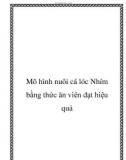 Mô hình nuôi cá lóc Nhím bằng thức ăn viên đạt hiệu quả