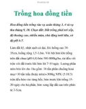 Trồng hoa đồng tiền