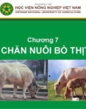 Bài giảng Chăn nuôi trâu bò - Chương 7: Chăn nuôi bò thịt