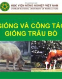 Bài giảng Chăn nuôi trâu bò - Giống và công tác giống trâu bò